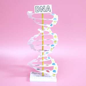 DNA 이중나선 (10인용)